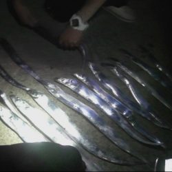 太刀魚入れ食いモード